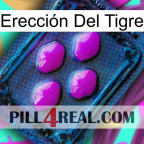 Erección Del Tigre 04